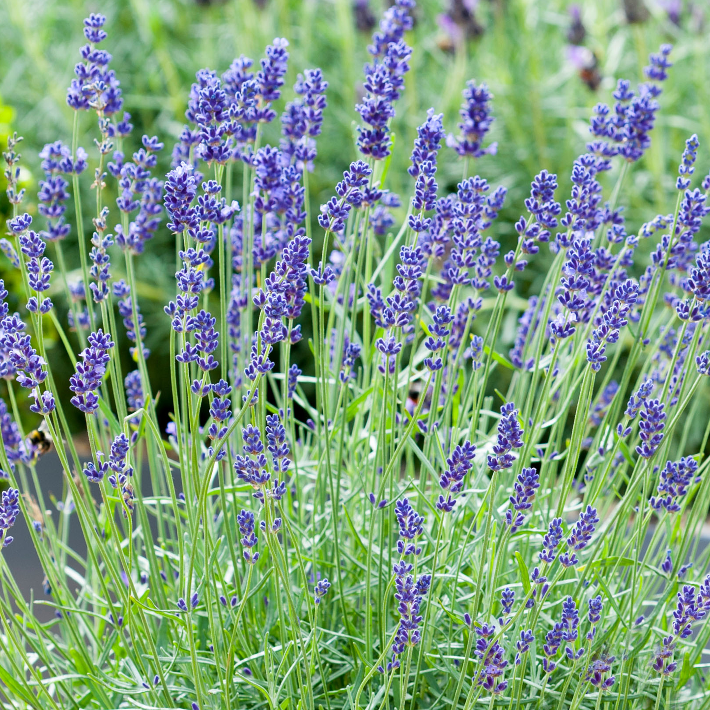 Lavender Angustifolia (Carry Six Pack)