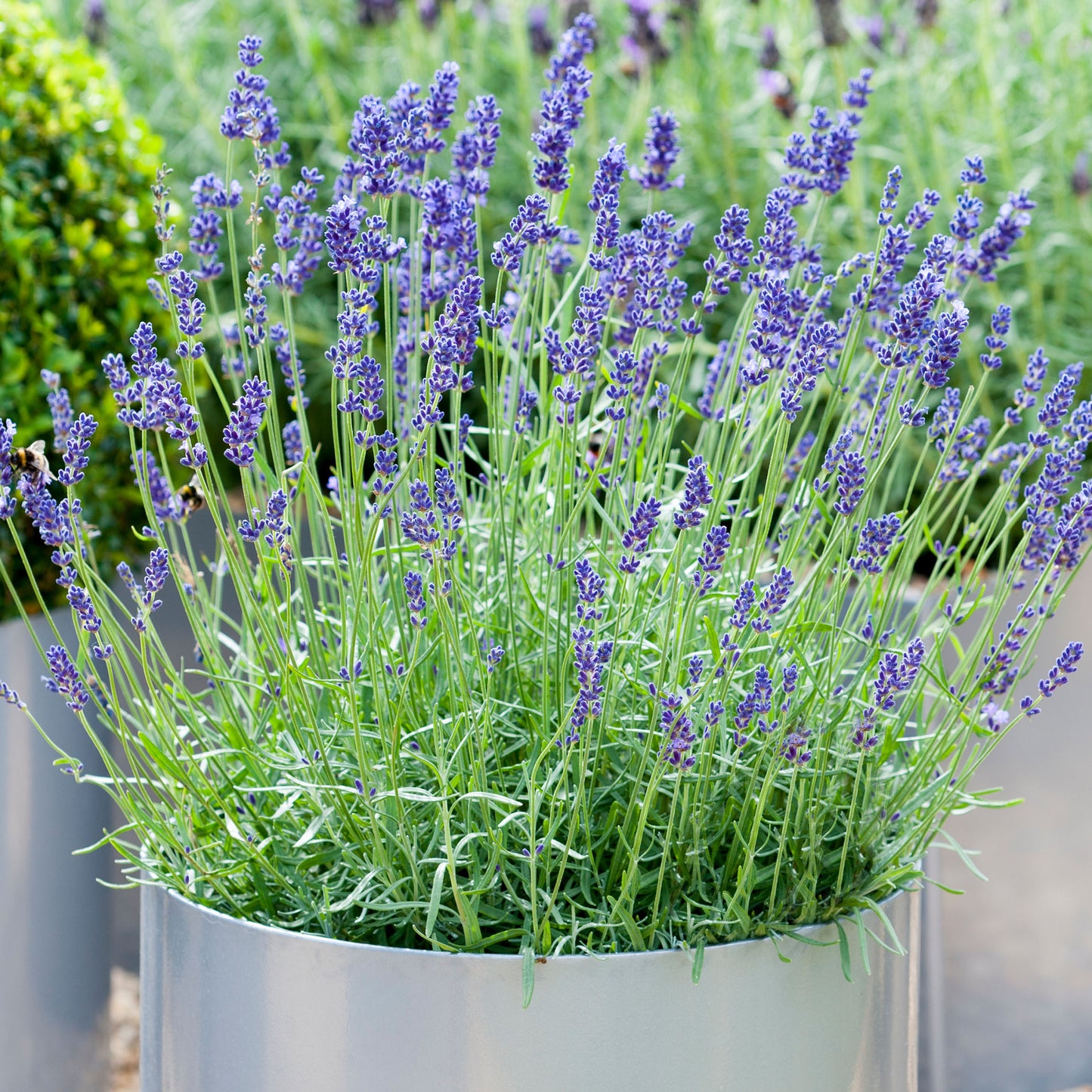 Lavender Angustifolia (9cm, Pack of 6)