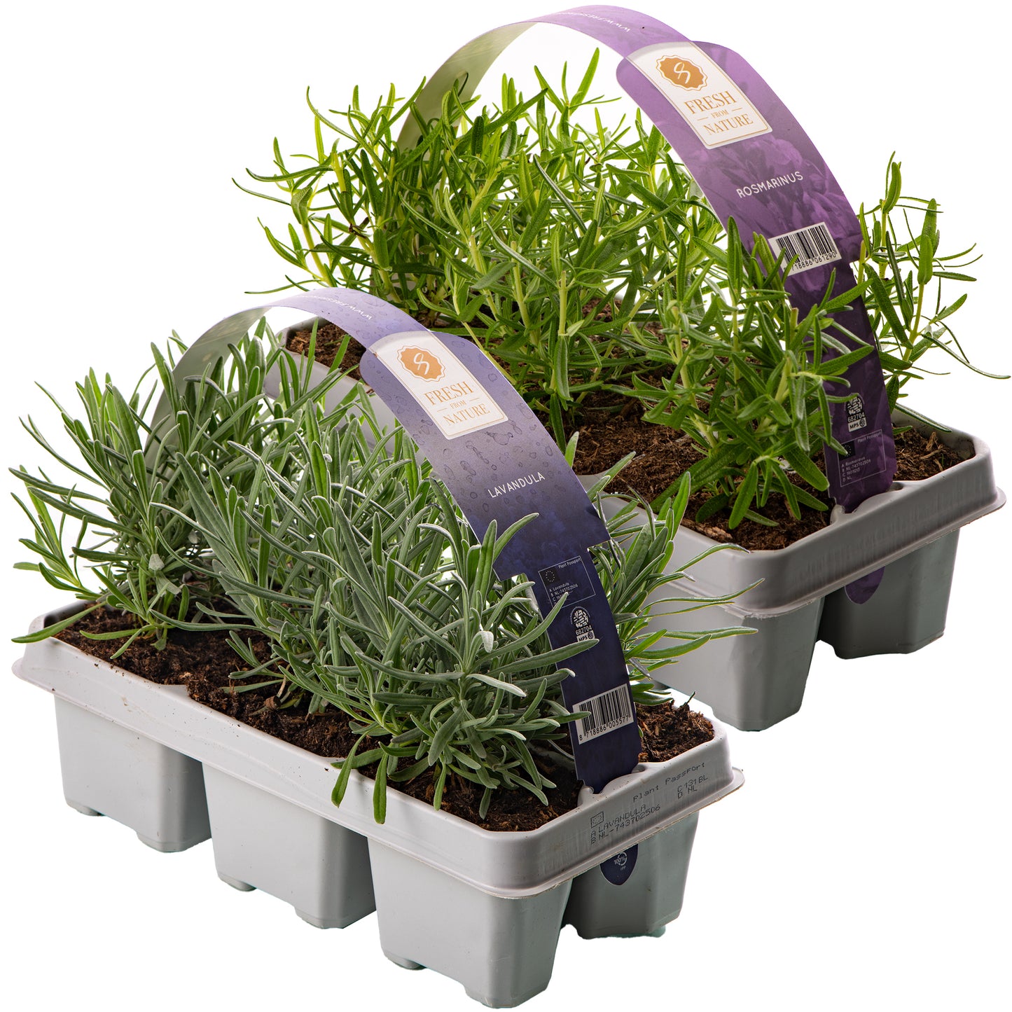 Lavender & Rosemary (2 x Carry Six Packs)