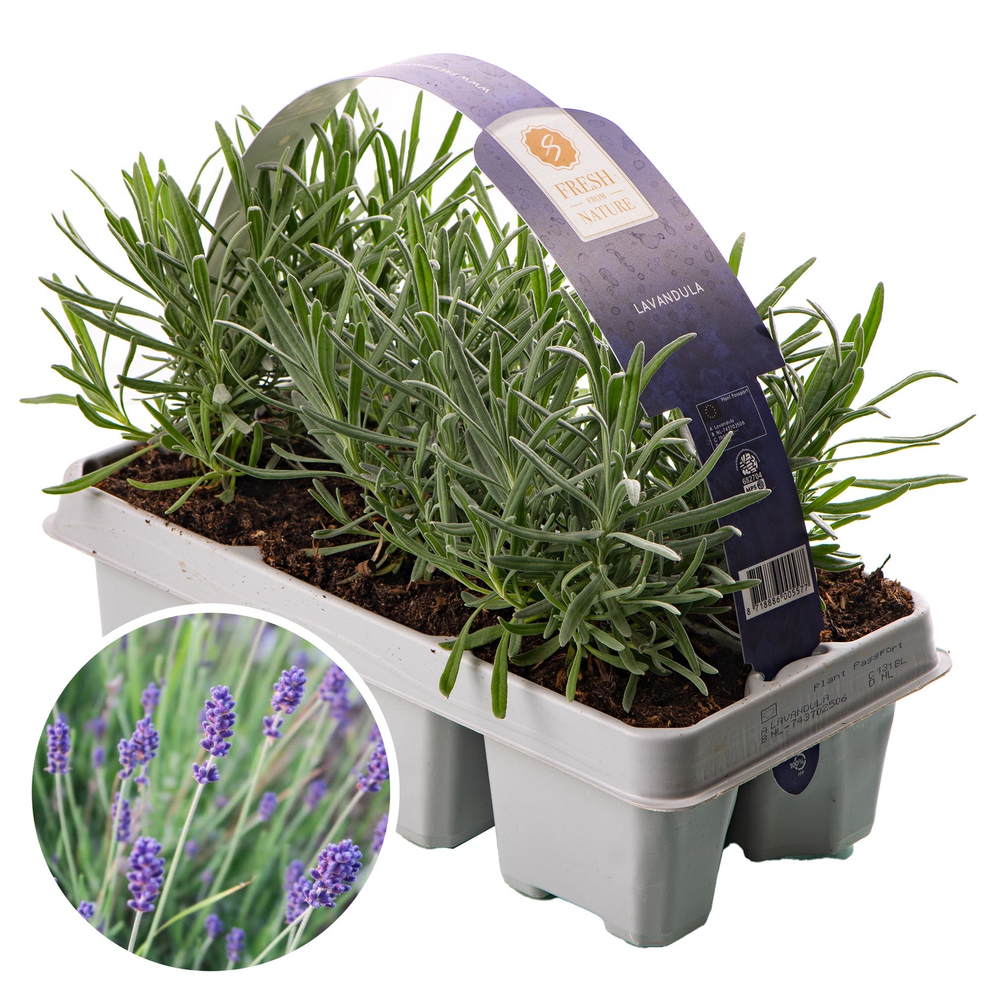 Lavender & Rosemary (2 x Carry Six Packs)