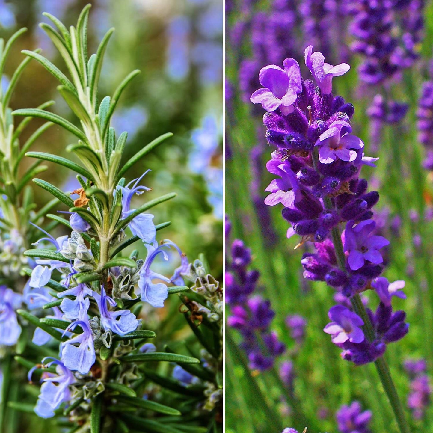 Lavender & Rosemary (2 x Carry Six Packs)