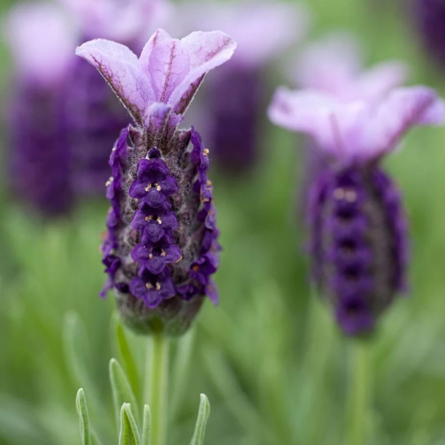 Lavender Stoechas (3L)