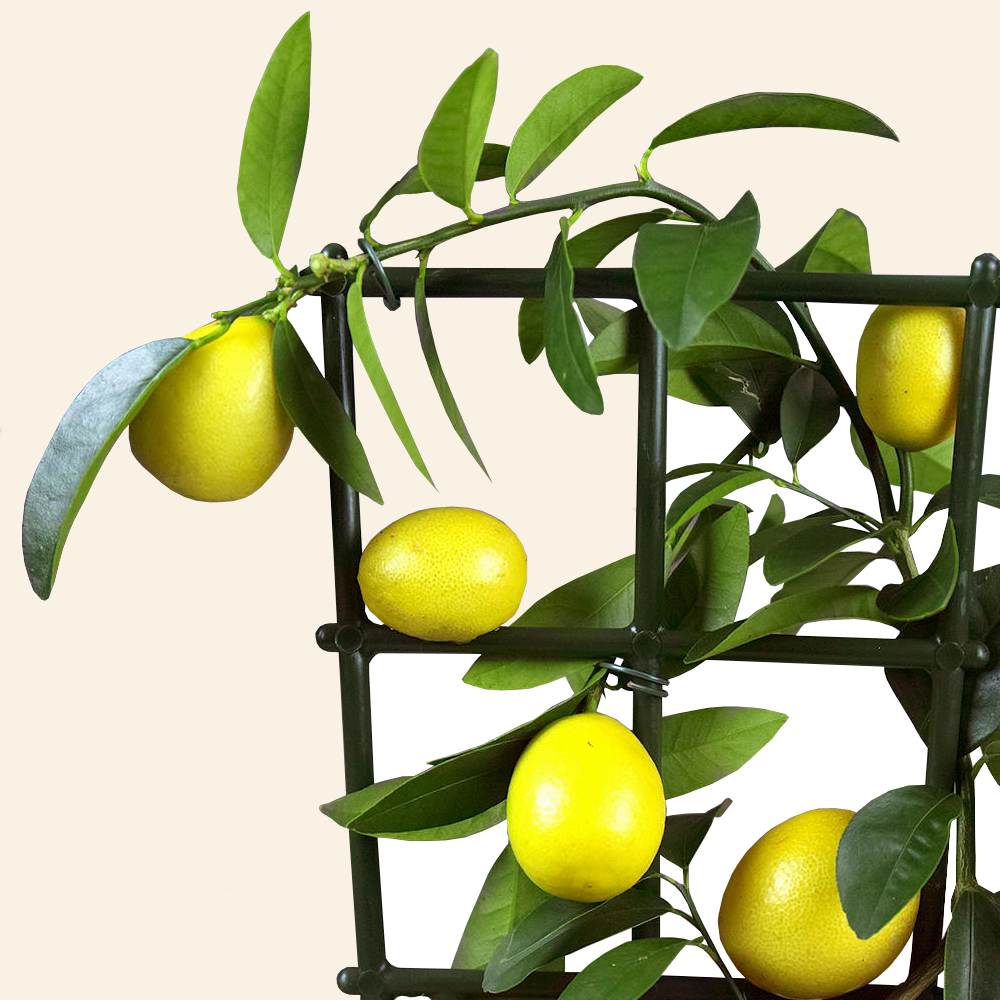 Citrus Lemon Tree - no fruit (12cm)