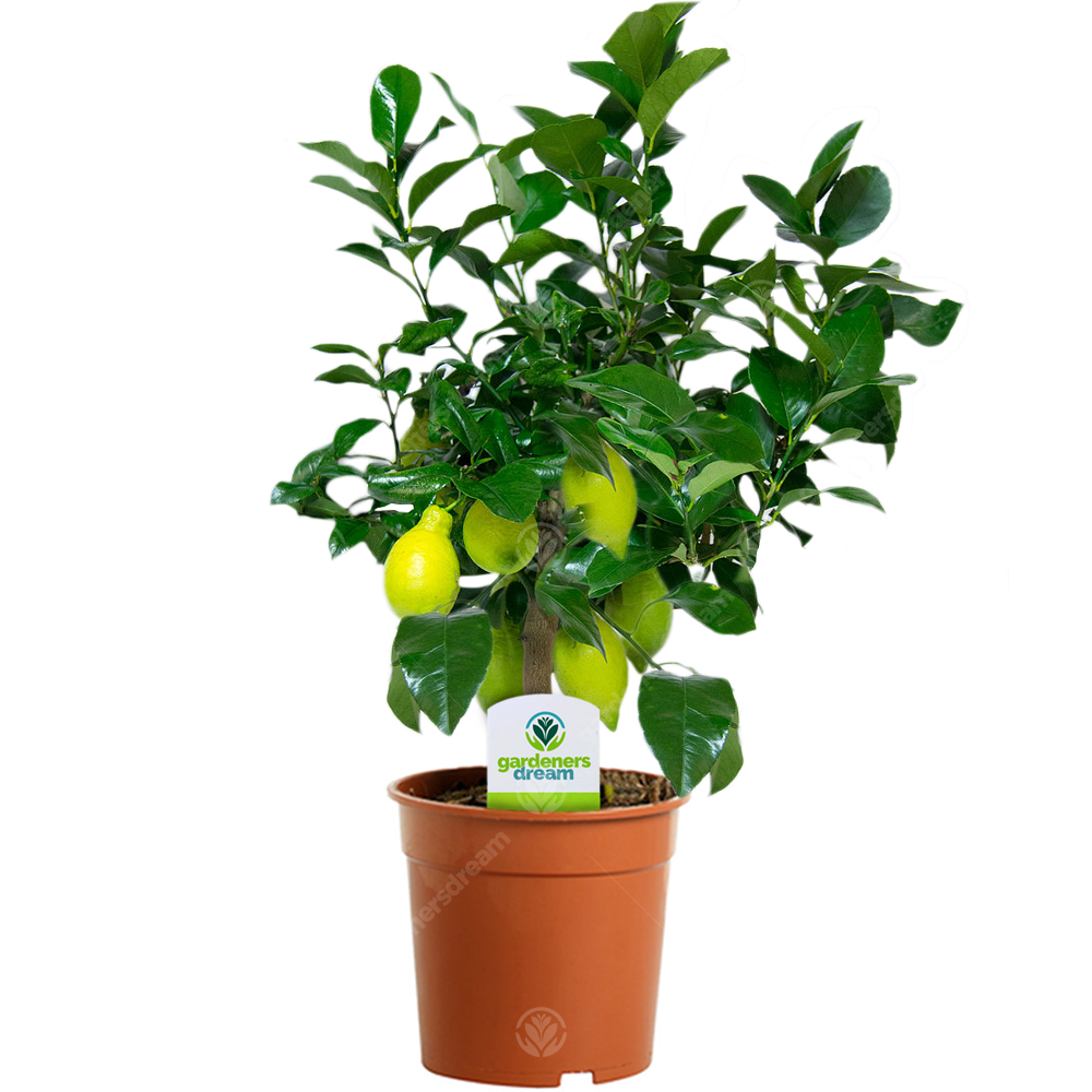 Citrus Lemon Tree - no fruit (12cm)