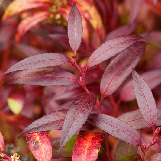 Leucothoe Royal Ruby (9cm)