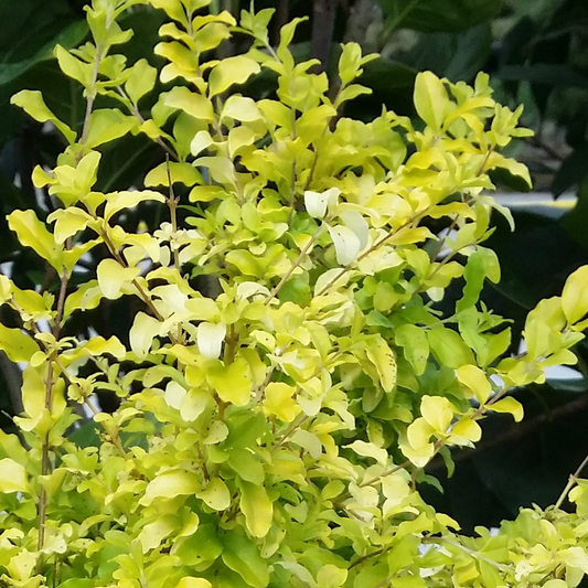 Ligustrum Sunshine (9cm)