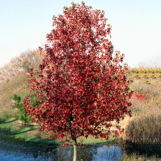 Liquidambar Palo Alto Tree (12L, 5-6ft)