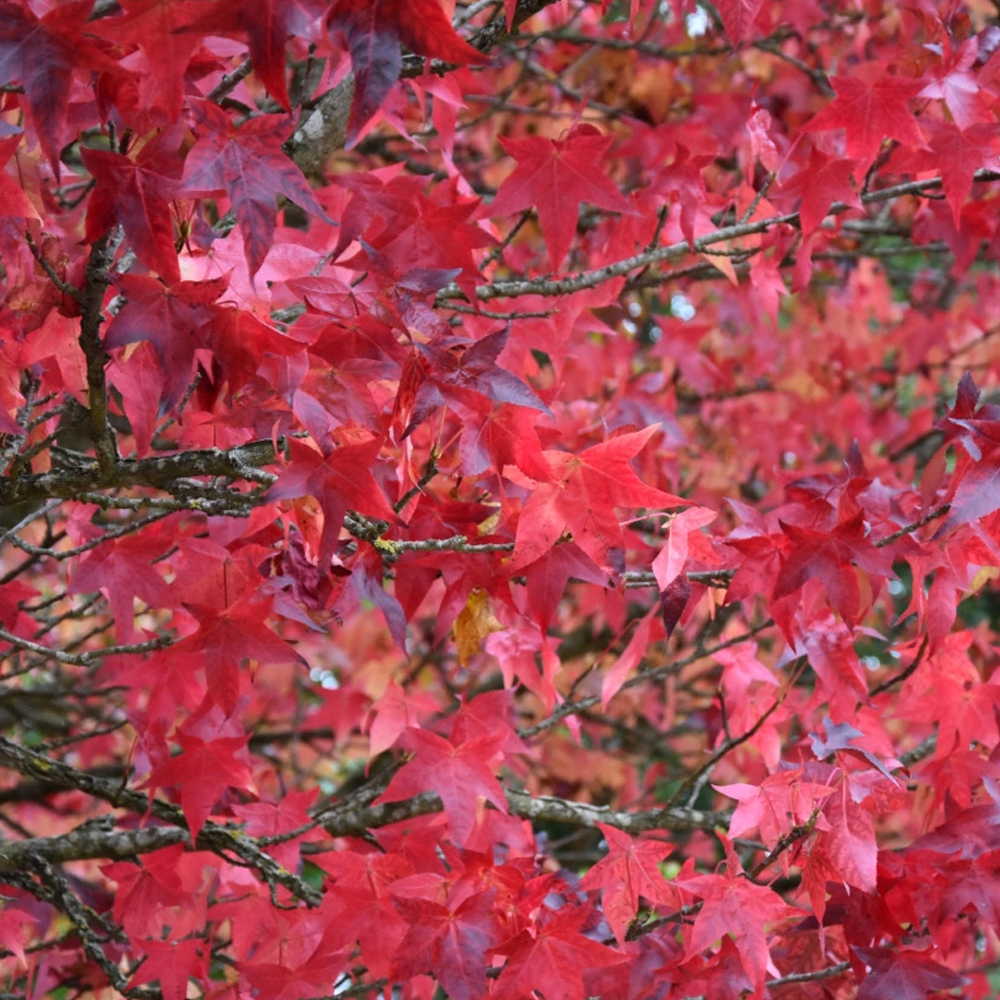 Liquidambar Lane Roberts Tree (12L, 5-6ft)