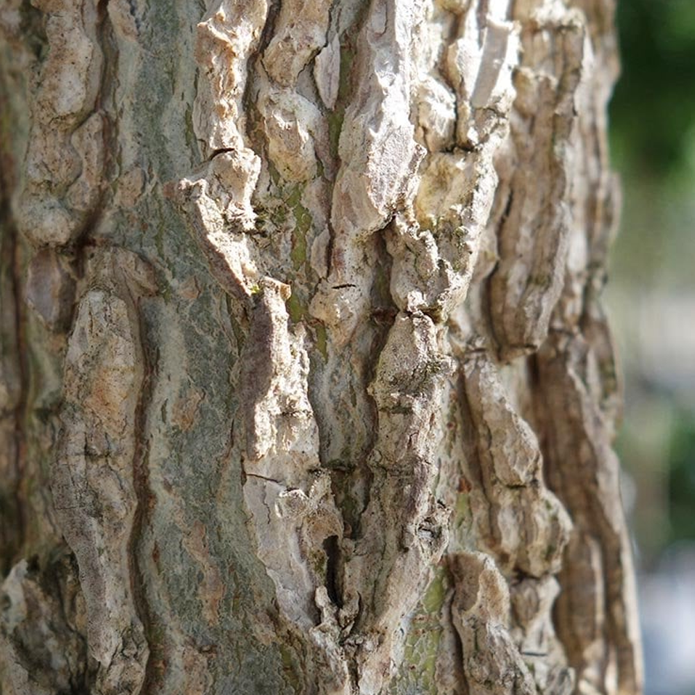 Liquidambar Lane Roberts Tree (12L, 5-6ft)