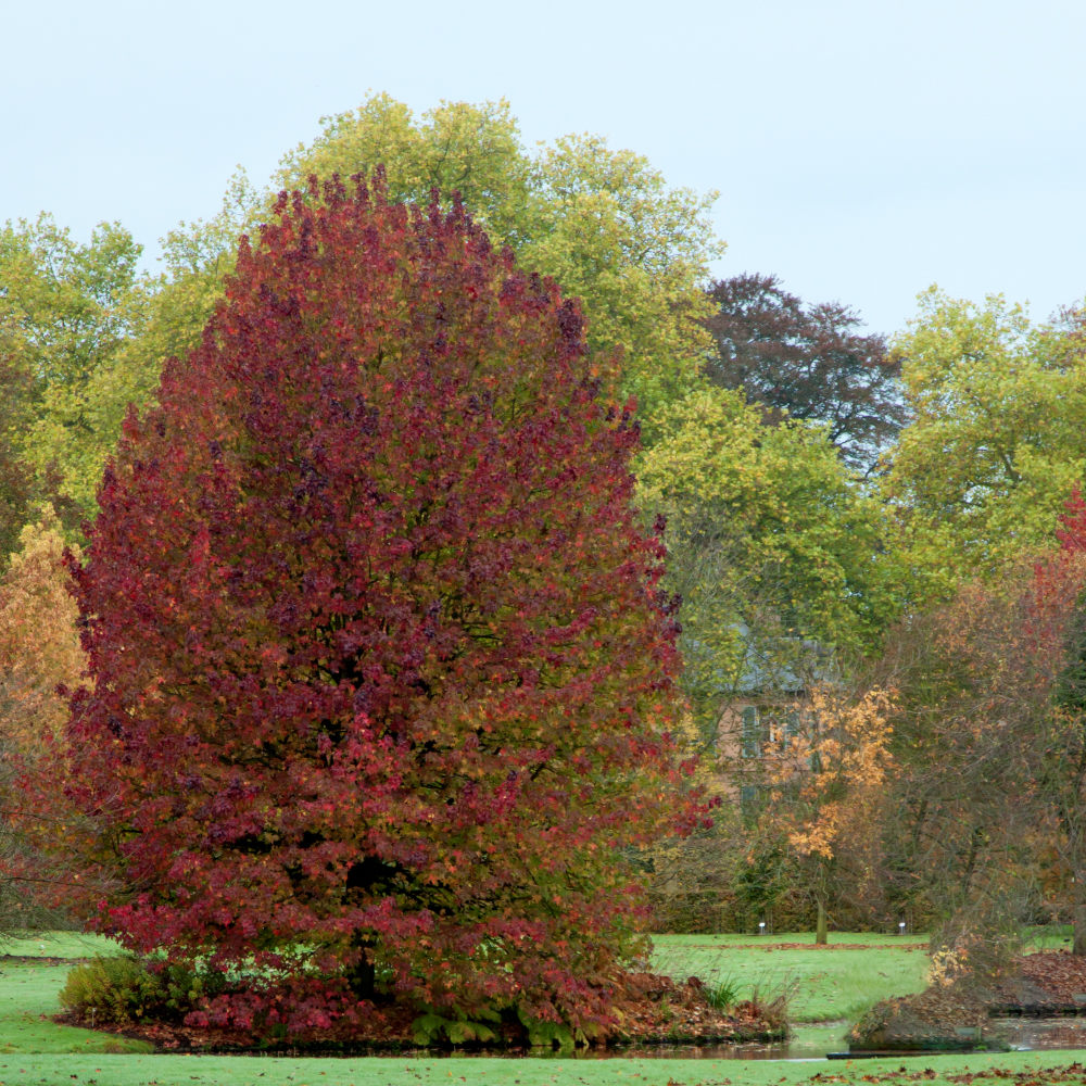 Liquidambar Lane Roberts Tree (12L, 5-6ft)