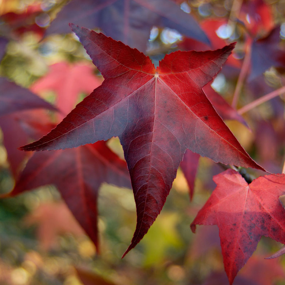 Liquidambar Lane Roberts Tree (12L, 5-6ft)