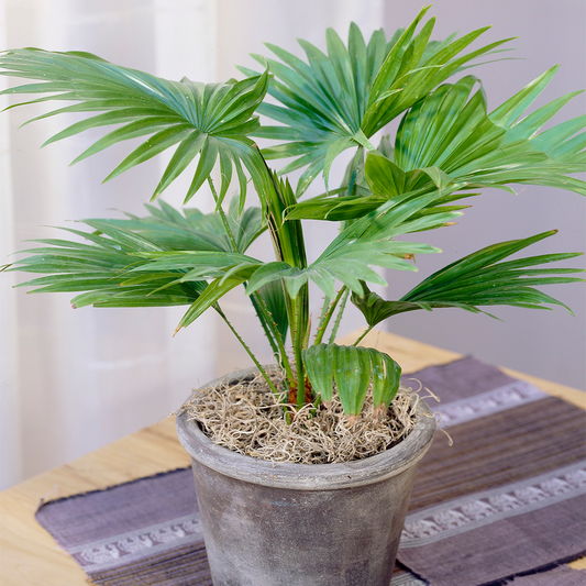 Livistona Palm (12cm, V1)