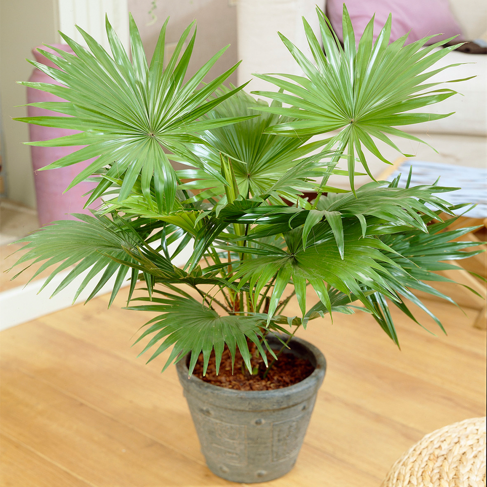 Livistona Palm (12cm, V2)