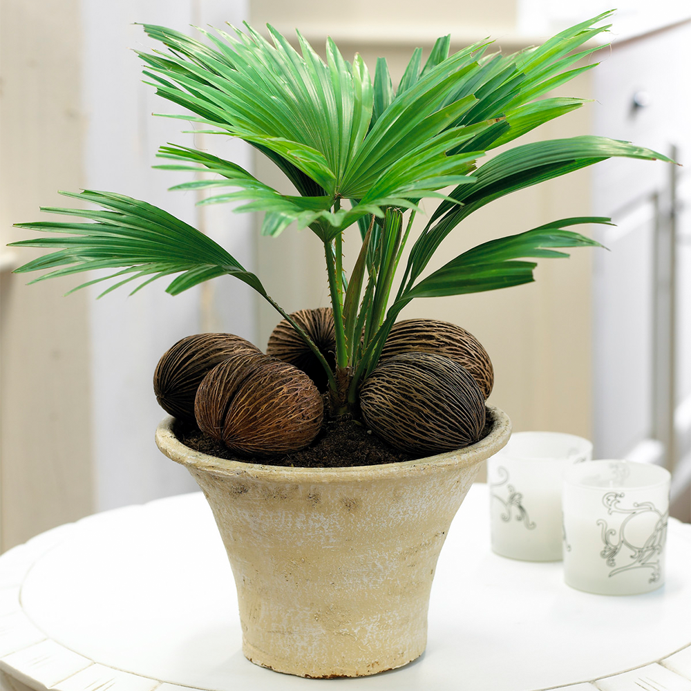 Livistona Palm (12cm, V3)