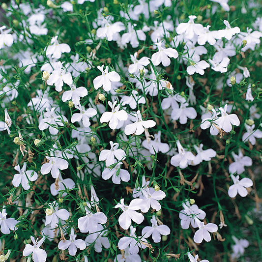 Bedding Plants - Lobelia Bush White (10 Pack)