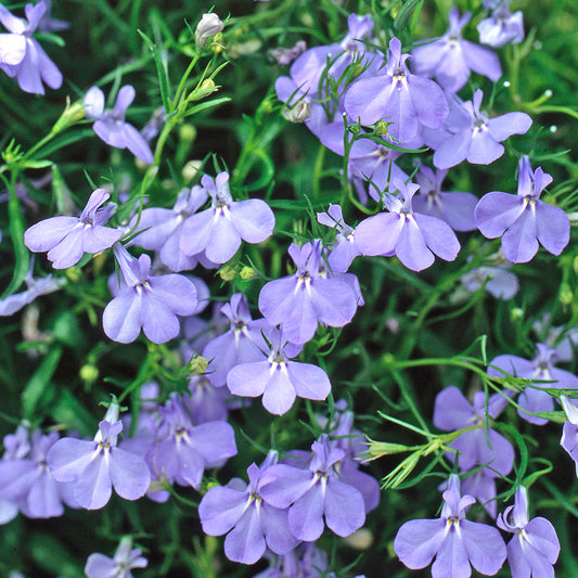 Bedding Plants - Lobelia Fountain Dark Blue (10 Pack)