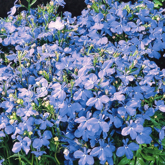 Bedding Plants - Lobelia Fountain Light Blue (10 Pack)