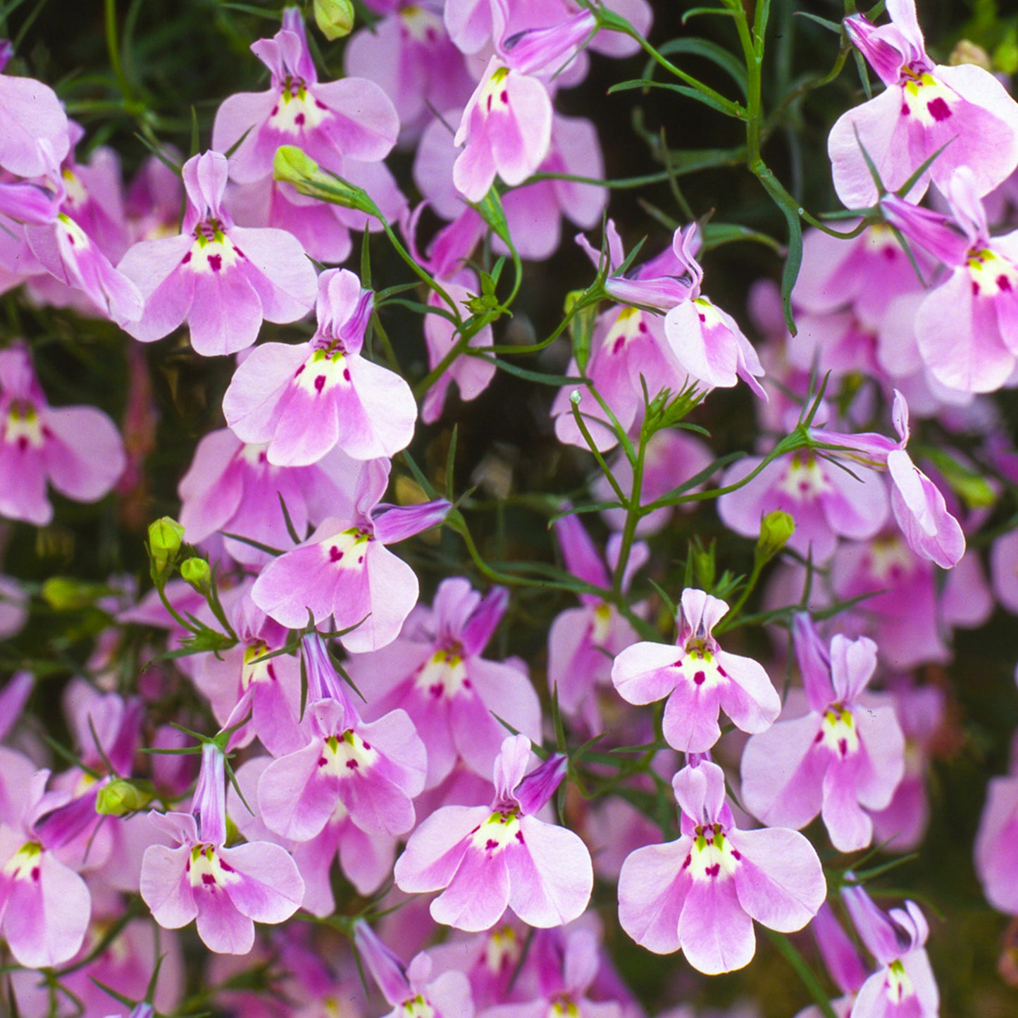 Bedding Plants - Lobelia Fountain Lilac (10 Pack)