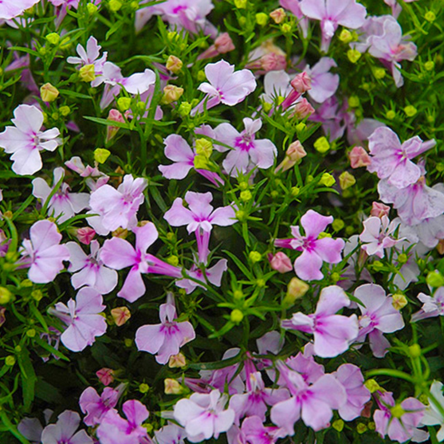 Bedding Plants - Lobelia Fountain Lilac (10 Pack)