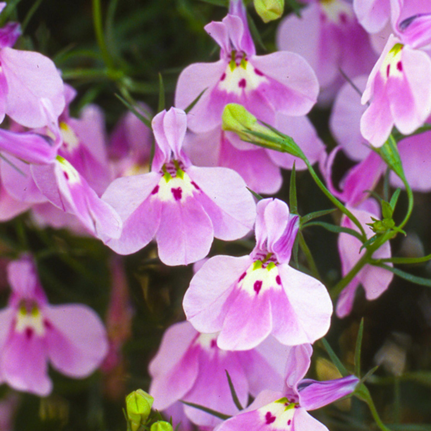 Bedding Plants - Lobelia Fountain Lilac (10 Pack)