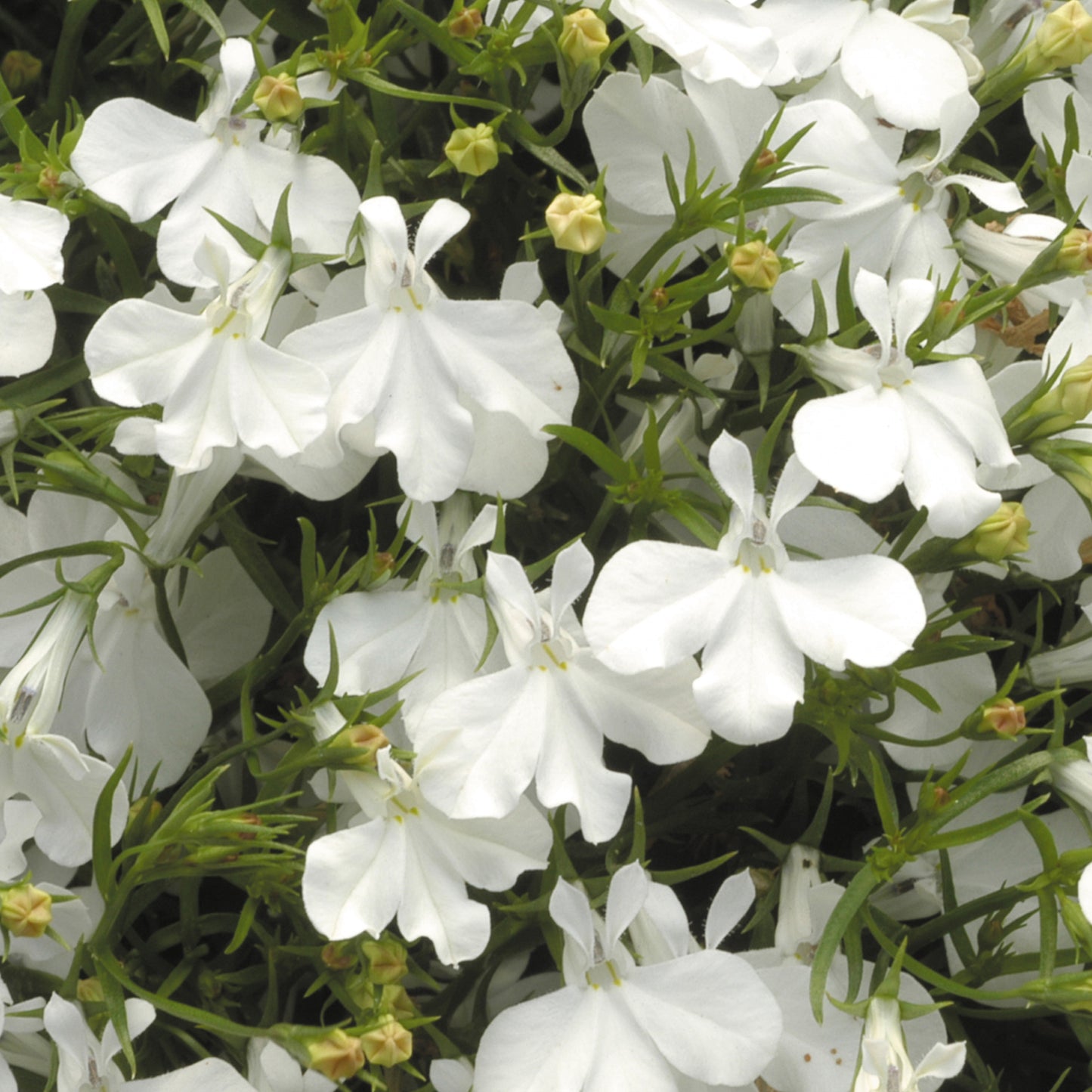 Bedding Plants - Lobelia Fountain White (10 Pack)