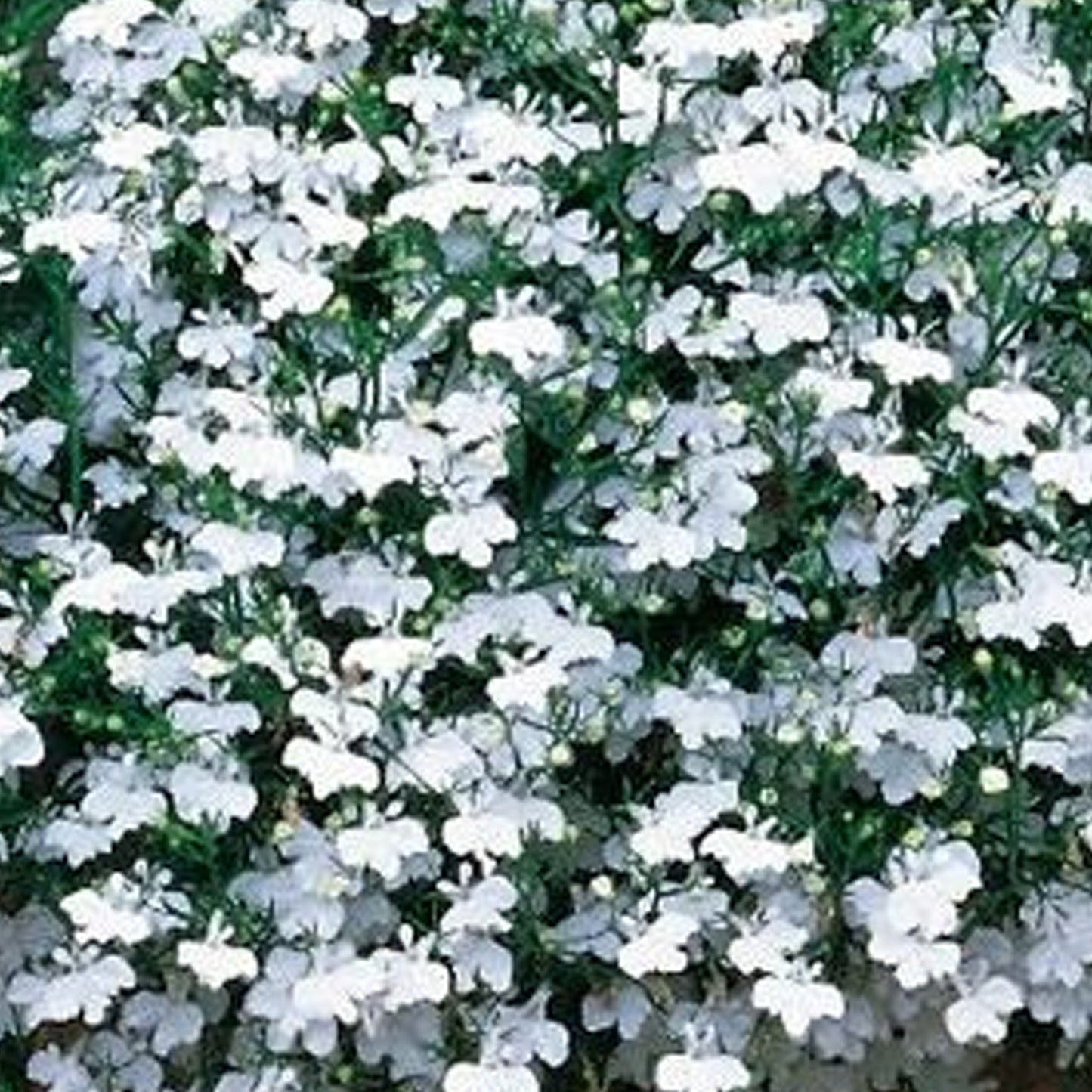 Bedding Plants - Lobelia Fountain White (10 Pack)