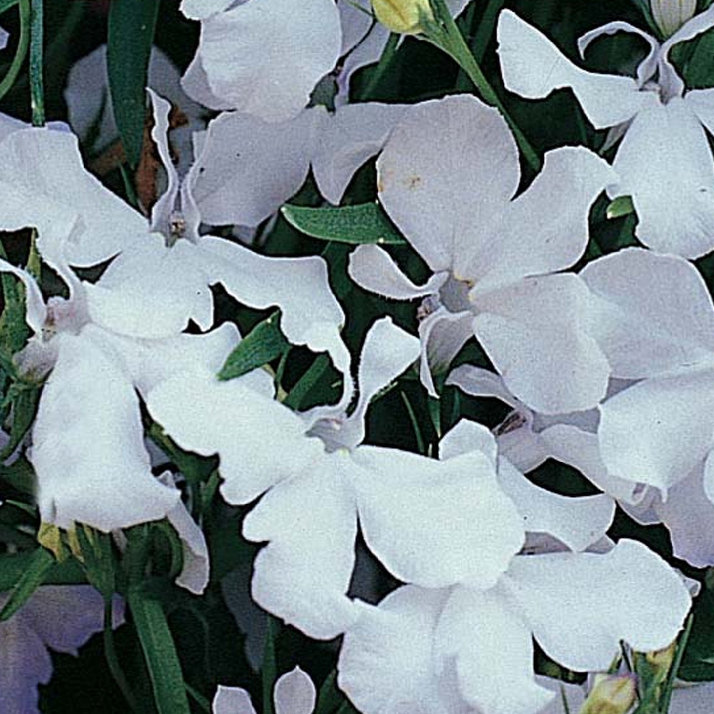 Bedding Plants - Lobelia Fountain White (10 Pack)