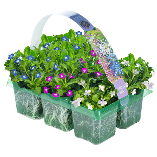 Basket Plants - Lobelia Upright Mixed Variety (6 Pack)