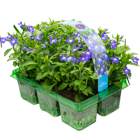 Basket Plants - Lobelia Bush Blue (6 Pack)