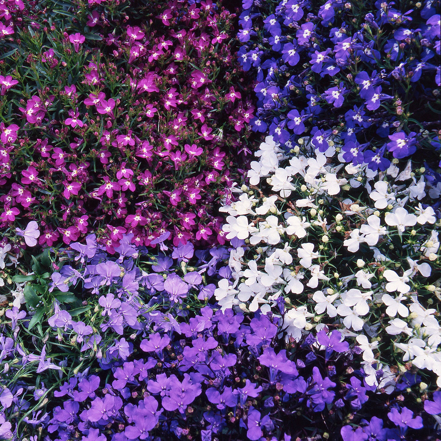 Bedding Plants - Lobelia Bush Mixed (10 Pack)