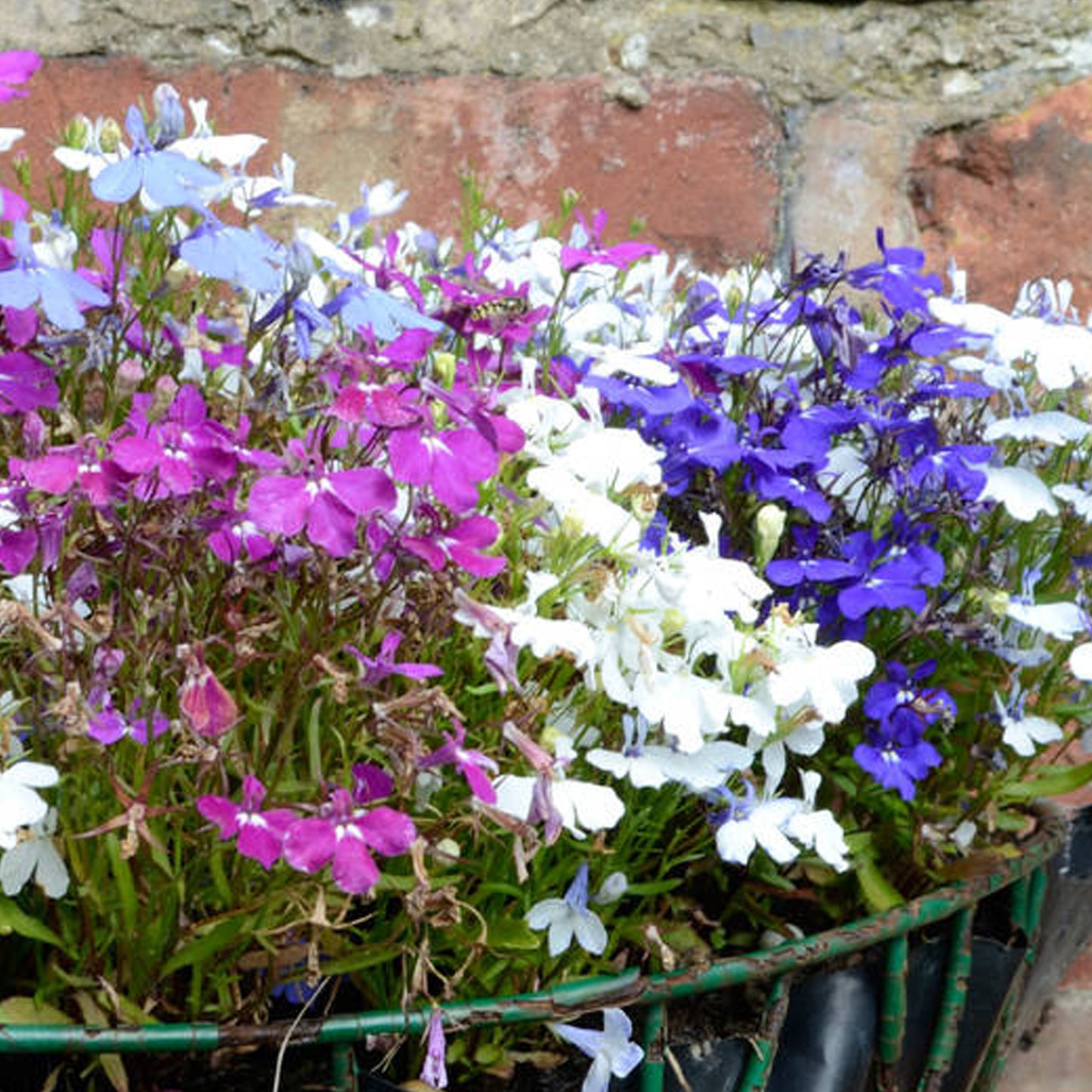 Bedding Plants - Lobelia Bush Mixed (10 Pack)