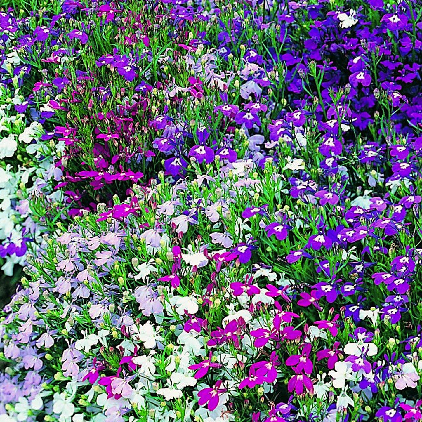 Bedding Plants - Lobelia Bush Mixed (10 Pack)