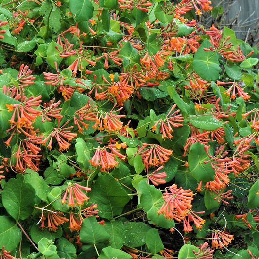 Lonicera Dropmore Scarlet (9cm)