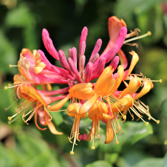 Lonicera Gold Flame (9cm)