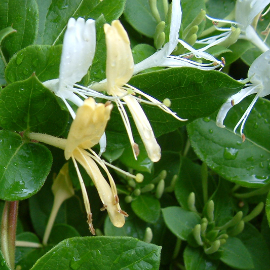 Lonicera Halliana (9cm)