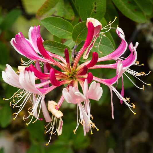 Lonicera Serotina (9cm)