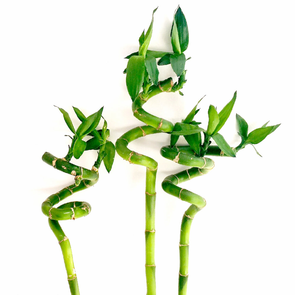 Lucky Bamboo (50cm) - 5 Stems