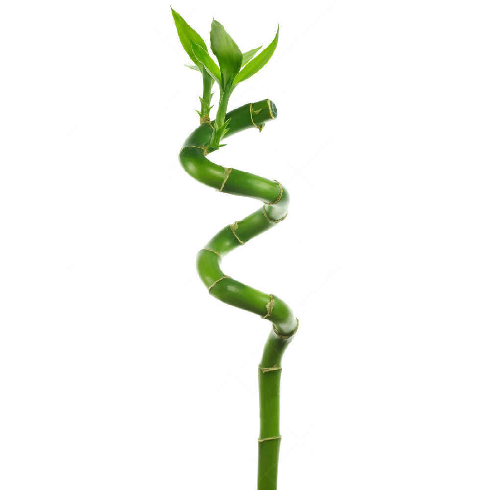 Lucky Bamboo (50cm) - 3 Stems