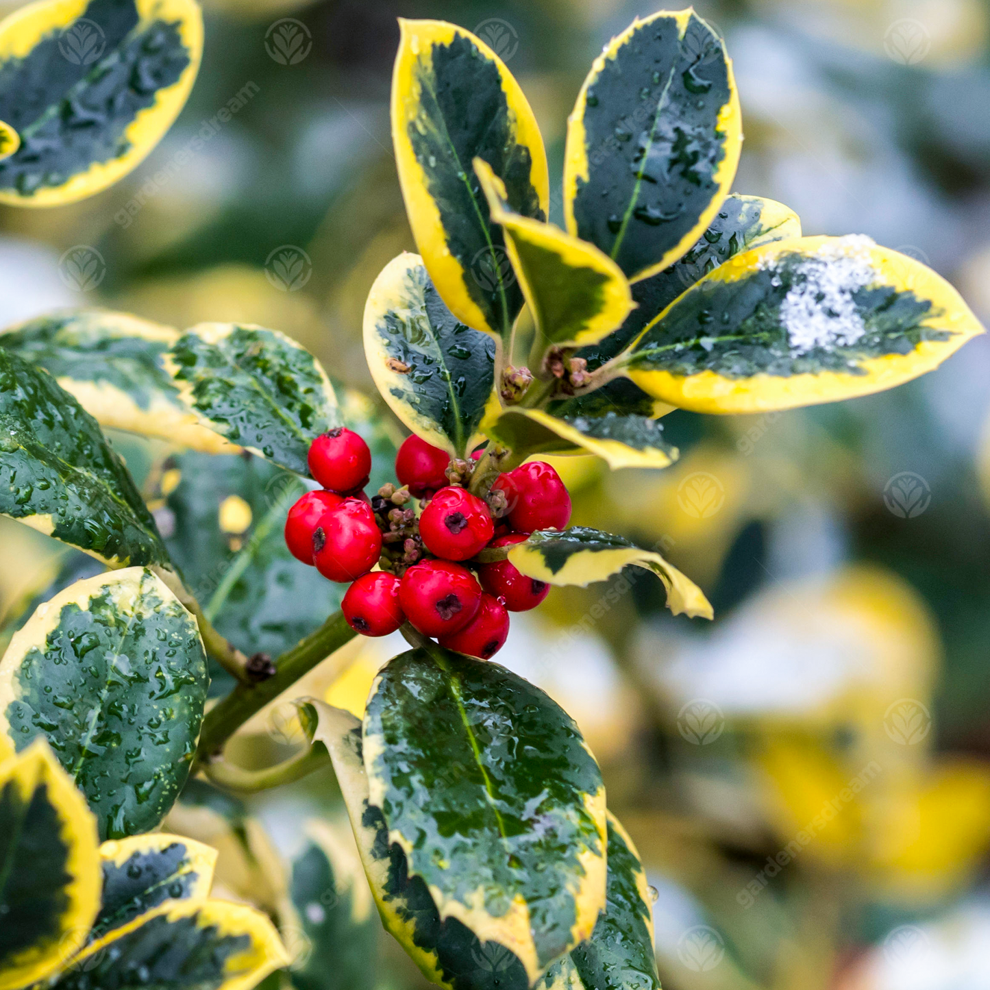 Ilex Golden King Tree (12L, 5-6ft)