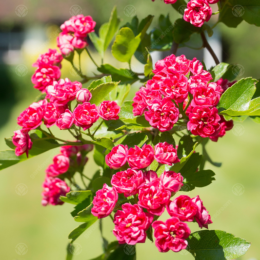 Crataegus Pauls Scarlet Tree (12L, 5-6ft)