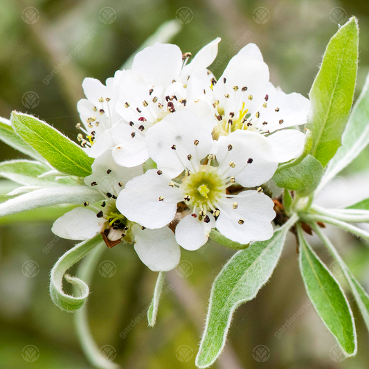 Pyrus Pendula Tree (12L, 5-6ft)