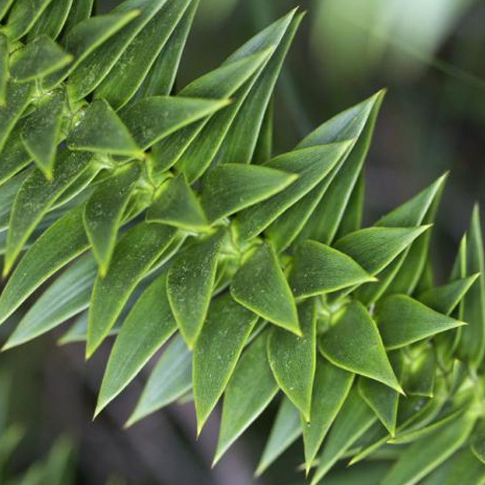 Araucaria Araucana (1L)