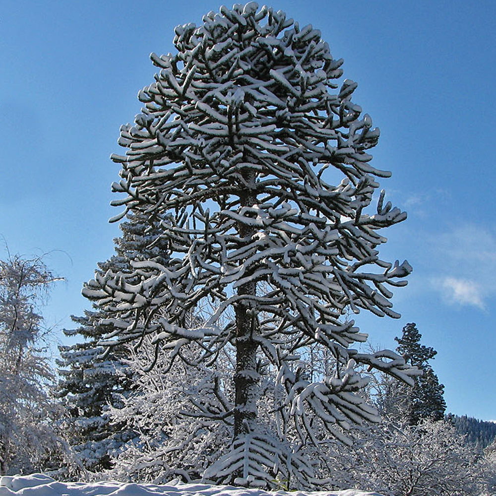 Araucaria Araucana (1L)