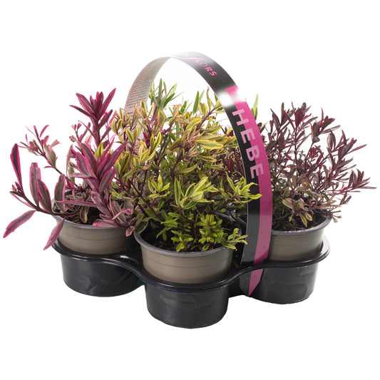 Hebe Magic Colours Collection (9cm, Pack of 4)