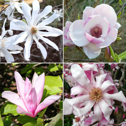Magnolia Collection (9cm, Pack of 4)
