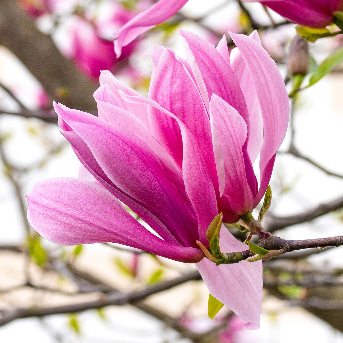 Magnolia Galaxy (10L)