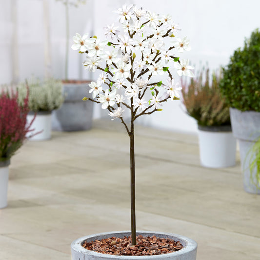 Magnolia Stellata Patio Tree (3L, 2-3ft)
