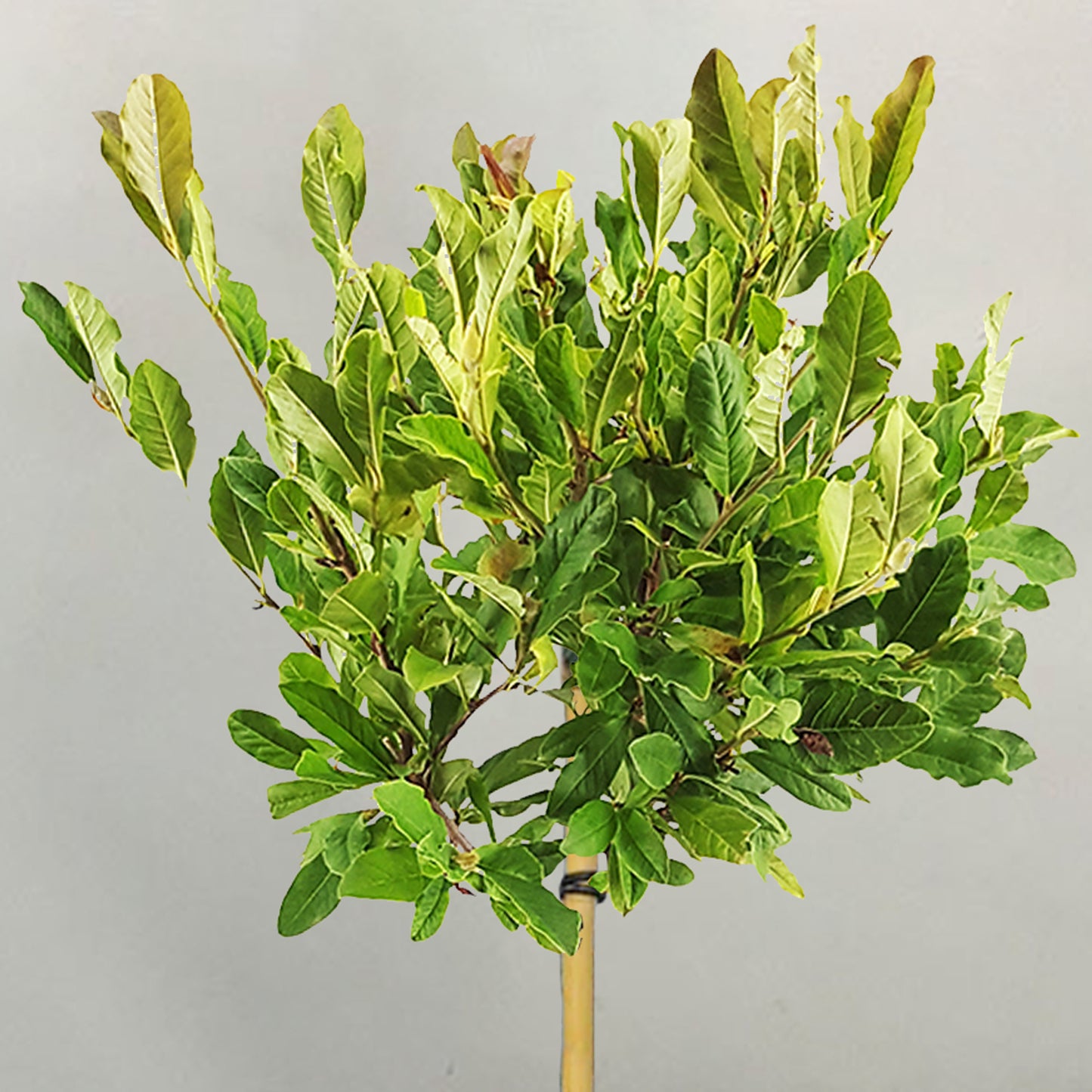 Magnolia Stellata Patio Tree (3L, 2-3ft)