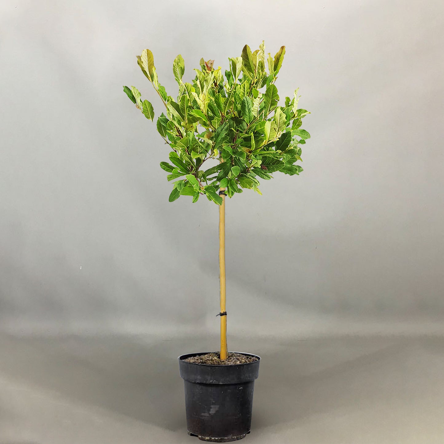 Magnolia Stellata Patio Tree (3L, 2-3ft)