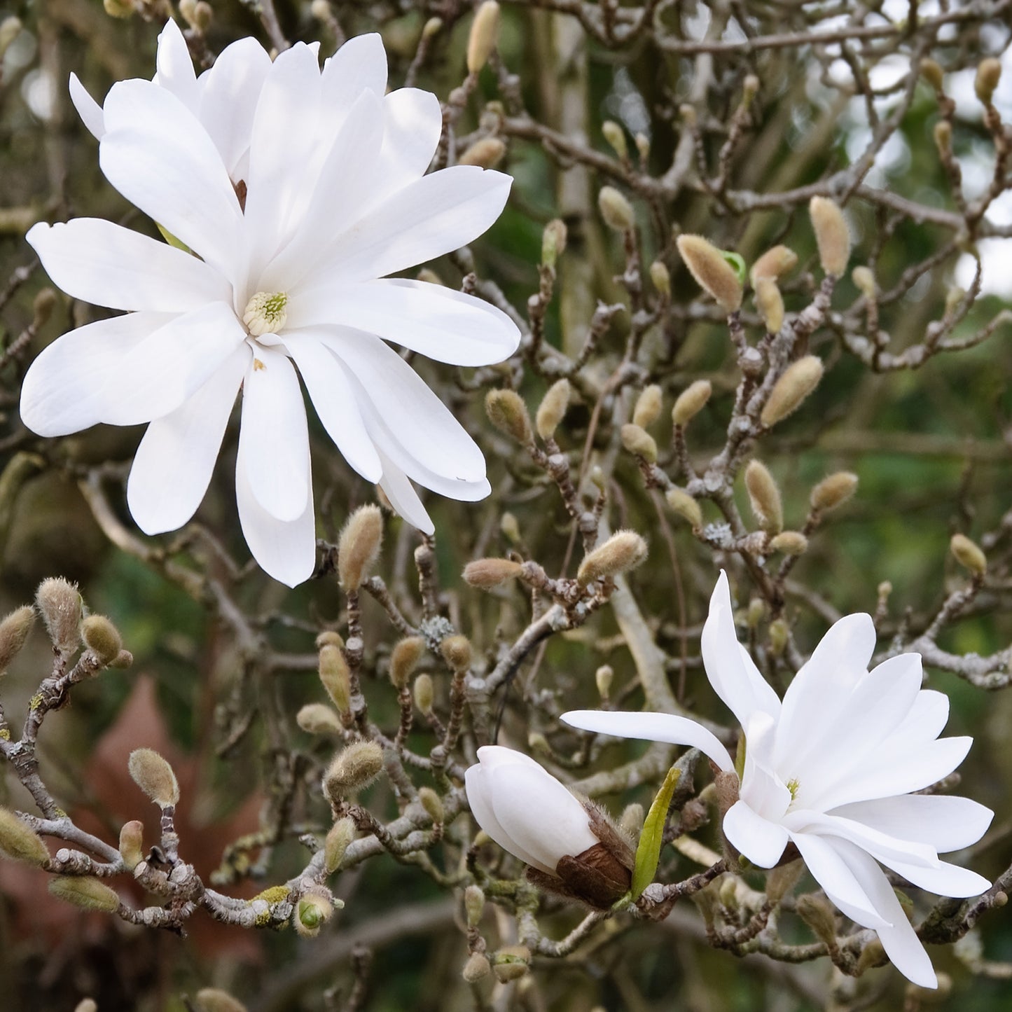 Magnolia Stellata Patio Tree (3L, 2-3ft)